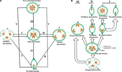 The Evolution of Placentation in Flowering Plants: A Possible Role for Kin Selection
